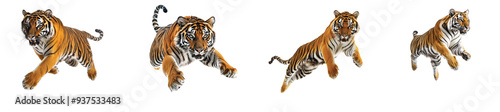 Majestic tigers leaping through the jungle at sunset, on the Transparent background, PNG Format photo