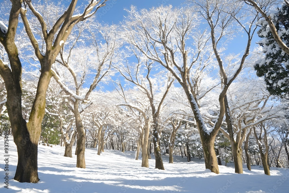Snow Covered Trees in a Winter Forest Snow Covered Trees in a Winter Forest