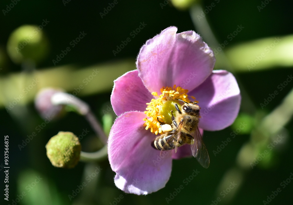 Obraz premium Biene in einer Herbstanemone