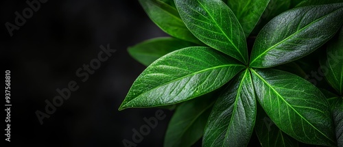  Close-up of a green plant with water-dotted leaves against a black backdrop