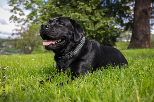 A black Labrador Retriever rests on a lush green lawn, displaying a cheerful and content expression. The dog, adorned with a silver chain collar, looks comfortable and happy in the outdoor environment