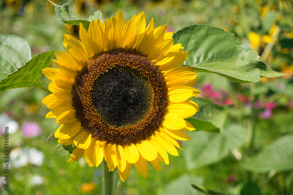 Obraz premium Sonnenblume