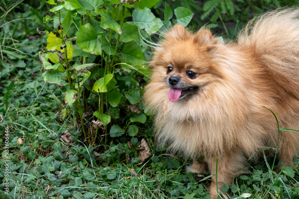 Little red dog breed Spitz walking in the park on the green background, copy space Little red dog breed Spitz walking in the park on the green background, copy space