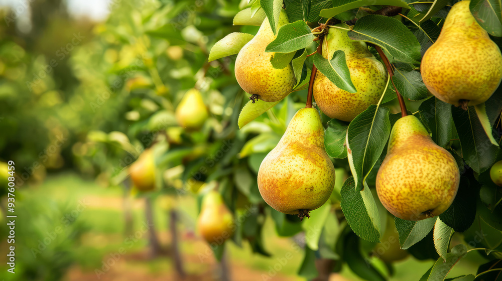 Ripe Pears Hanging From Branch In Orchard. Ripe Pears Hanging From Branch In Orchard.