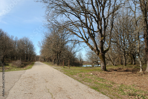 Veduta dei boschi di Punta Palai