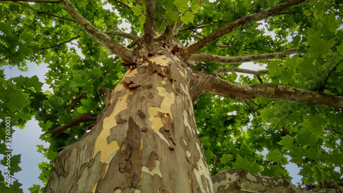 Sycamore tree with colorful flaking bark