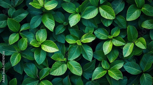 Green leaf texture. Green leaves pattern background. Natural background and wallpaper , ai