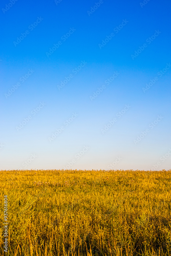 yellow field against the blue sky, at sunset, vertical photo. view of field and sky. yellow field against the blue sky, at sunset, vertical photo. view of field and sky.