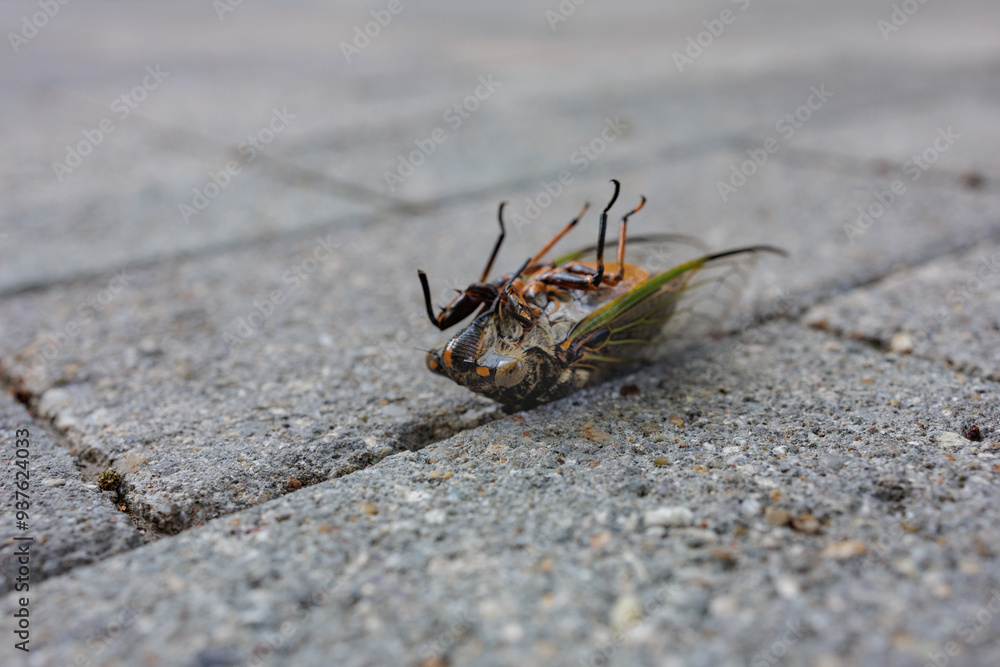 The End of a Life Cycle for a Cicada - partial front view of cicada laying on coarse brick pavement. The End of a Life Cycle for a Cicada - partial front view of cicada laying on coarse brick pavement.