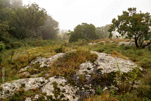 Scenic view of the Montane Forest ecological zone on a foggy day at Mount Napak in Karamoja, Uganda

 photo