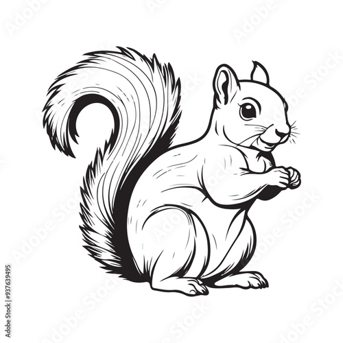Squirrel line art vector silhouette with white Background