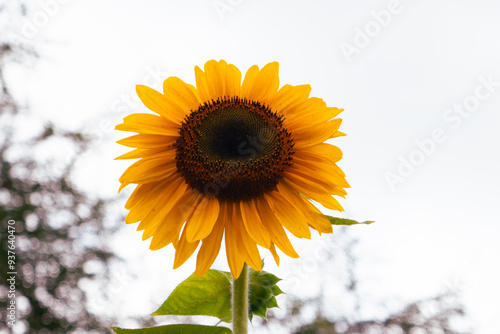 Scenic view of a Sunflower garden against the background at Mount Napak in Karamoja, Uganda
 photo