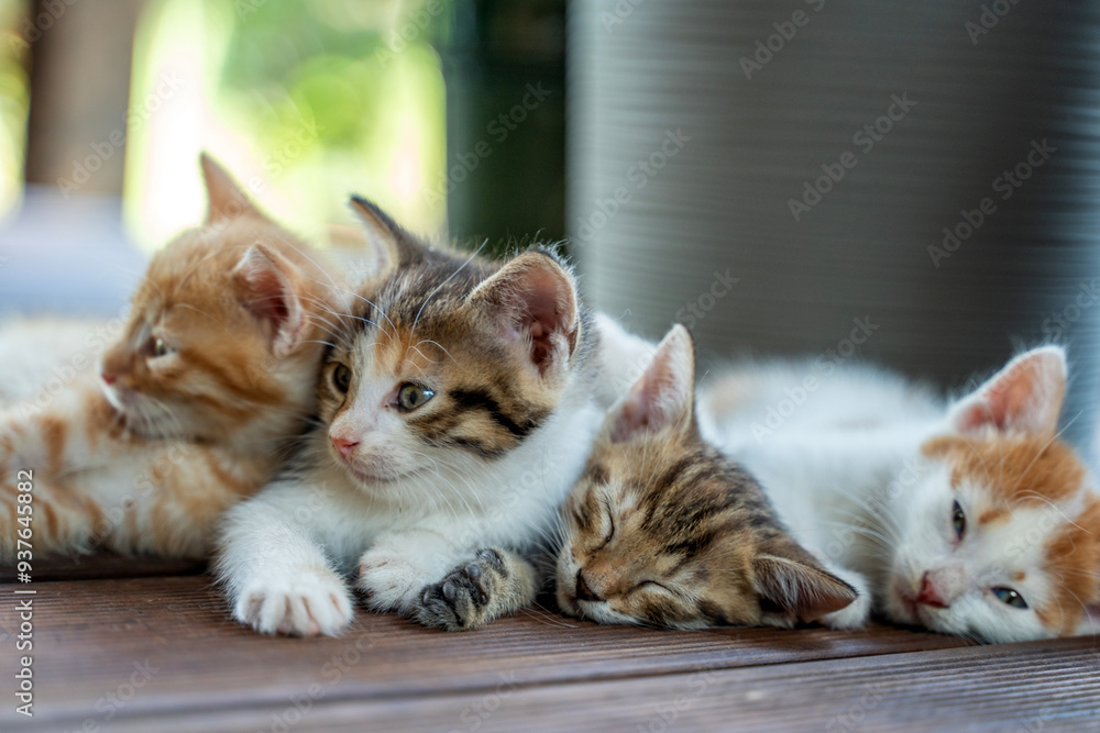 Four small fluffy multi-colored kittens lying on a wooden decking, family pets love care