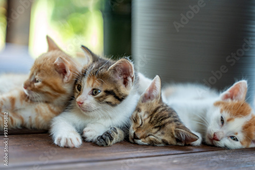 Four small fluffy multi-colored kittens lying on a wooden decking, family pets love care