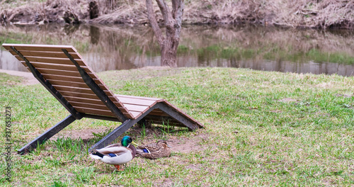 Duck and drake resting on grass near wooden armchair in city park