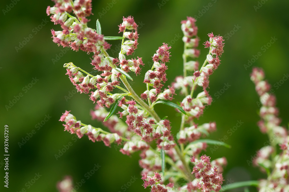 Blüten des Gemeinen Beifuß (Artemisia vulgaris) Blüten des Gemeinen Beifuß (Artemisia vulgaris)