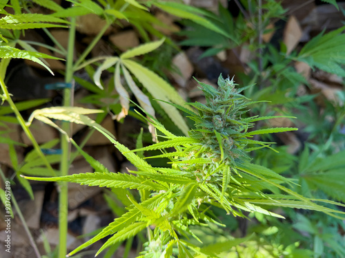 green cannabis plant Blossom in the garden