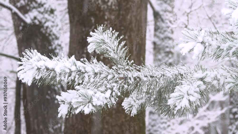 One branch of pine in the snow on the blurry background of the forest. One branch of pine in the snow on the blurry background of the forest.