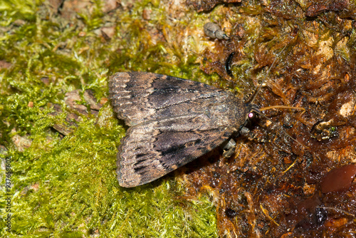 Pyramideneule (Amphipyra pyramidea) photo