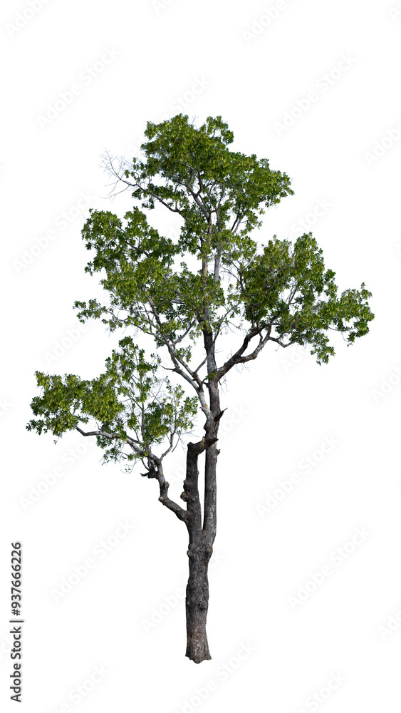 tree isolated on white background tree isolated on white background