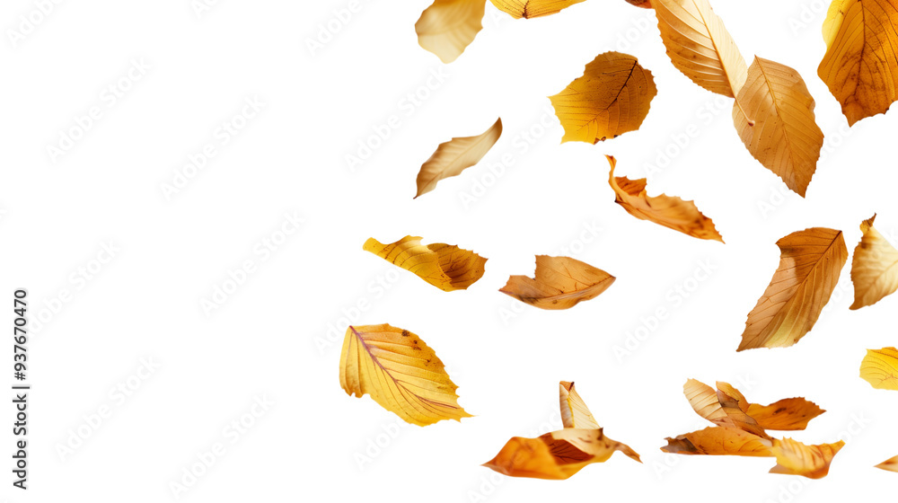 Set of isolated dry Autumn leaves falling on a transparent background. Volume 2: Orange and yellow color tone. Set of isolated dry Autumn leaves falling on a transparent background. Volume 2: Orange and yellow color tone.