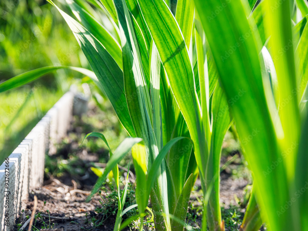 Obraz premium A close-up of fresh sprouts, brightly illuminated by the sun's rays, symbolizes hope and the new life cycle of nature