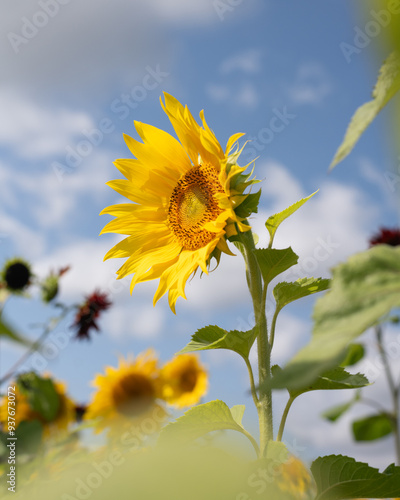 Sunflower against blue sky