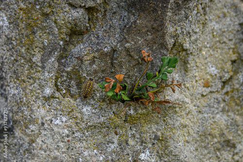 An interestingly colored piglet beetle on the wall. photo