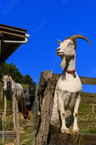 A proud white billy goat standing tall, looking sideways into the distance, perched on a wooden fence rail, with a defiant yet serene demeanor in the foreground. Behind, a couple of horses observe the photo