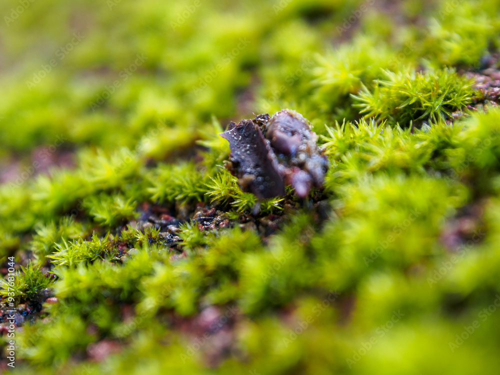 Close-up of northern moss and lichen, a beautiful combination of textures and colors reflecting the unique flora of the Arctic Close-up of northern moss and lichen, a beautiful combination of textures and colors reflecting the unique flora of the Arctic