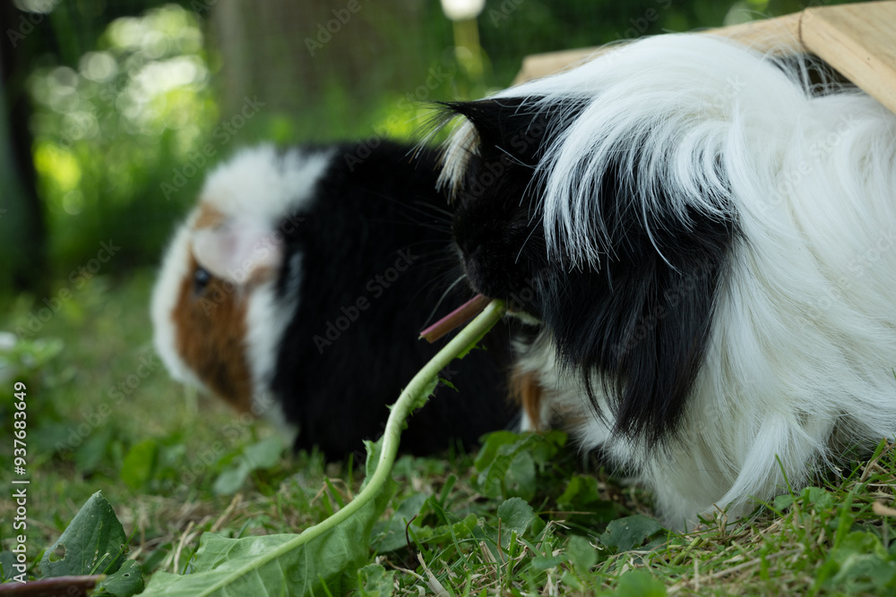 Meerschweinchen tier natur close natur peruaner Meerschweinchen tier natur close natur peruaner