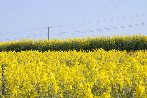 満開の菜の花畑