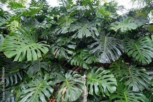 Refreshing natural background texture of a dense cluster of large, leafy Swiss Cheese Plants Monstera Deliciosa thriving and growing outdoor.