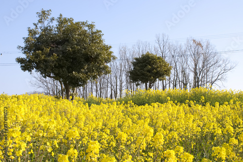 菜の花のある風景