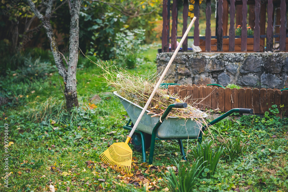 Garden wheelbarrow with dry leaves and grass and rake, autumn garden cleaning concept