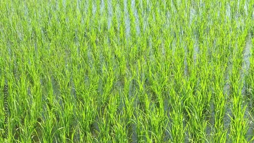 Small green rice plants in the rice fields