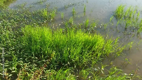 The green grass in the area is blown by the wind