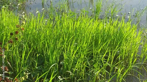 The green grass in the area is blown by the wind