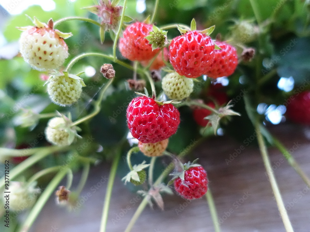 Strawberry fruit Strawberry fruit