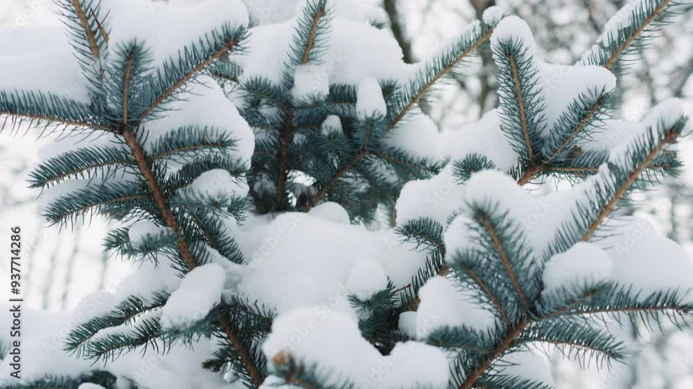 Slow motion handheld shot of spruce twigs covered by snow Slow motion handheld shot of spruce twigs covered by snow