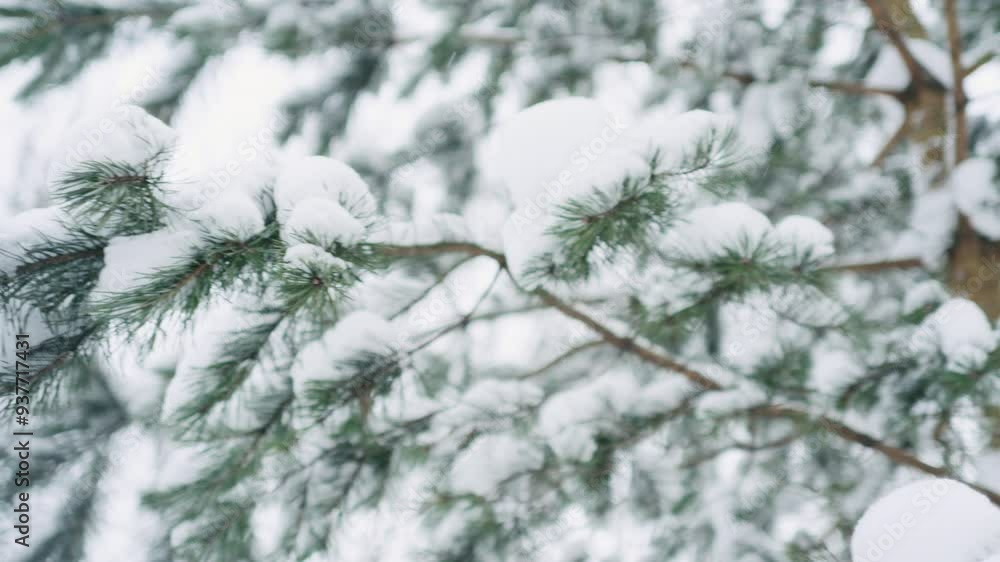 Slow motion handheld shot of pine branches covered by snow Slow motion handheld shot of pine branches covered by snow