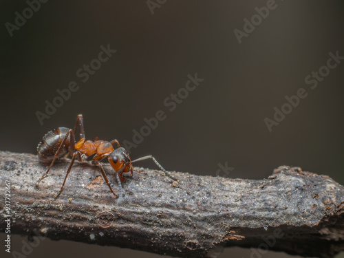 Seitliche Nahaufnahme einen roten Waldameise (Formica) die über einen kleinen Zweig läuft. photo