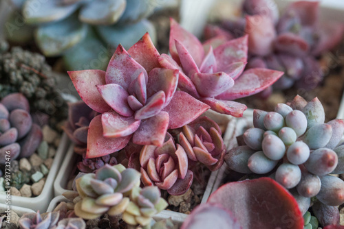 Houseplant succulent flower rosette background. Bright pink Echeveria, pachyphytum and sedum succulent cacti photo