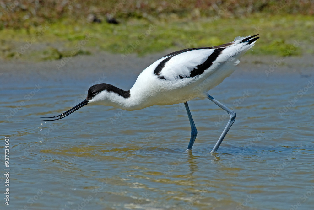 Obraz premium Avocette élégante, Recurvirostra avosetta, Pied Avocet