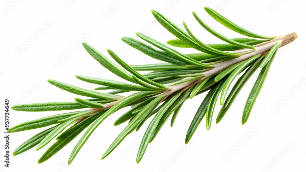 Natural rosemary sprig with needle-like leaves, ideal for cooking or crafting.Aromatic rosemary plant, transparent background Natural rosemary sprig with needle-like leaves, ideal for cooking or crafting.Aromatic rosemary plant, transparent background