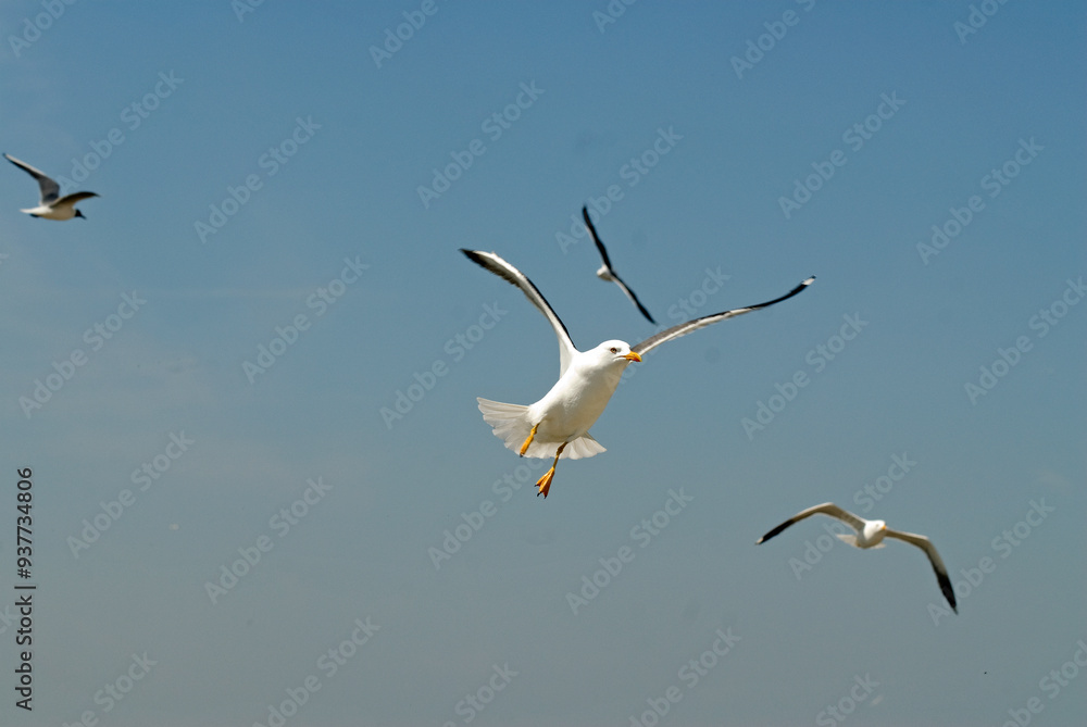 Goéland brun,.Larus fuscus, Lesser Black backed Gull Goéland brun,.Larus fuscus, Lesser Black backed Gull