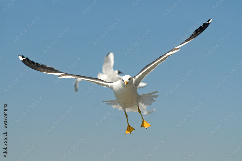 Goéland brun,.Larus fuscus, Lesser Black backed Gull Goéland brun,.Larus fuscus, Lesser Black backed Gull