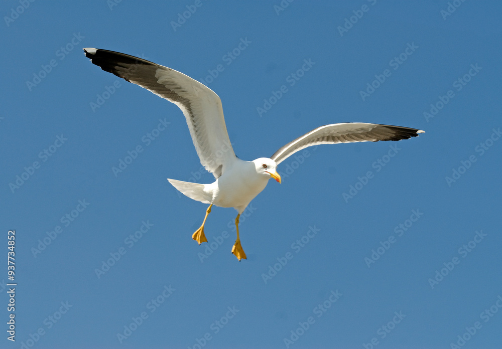 Goéland argenté,.Larus argentatus, European Herring Gull Goéland argenté,.Larus argentatus, European Herring Gull