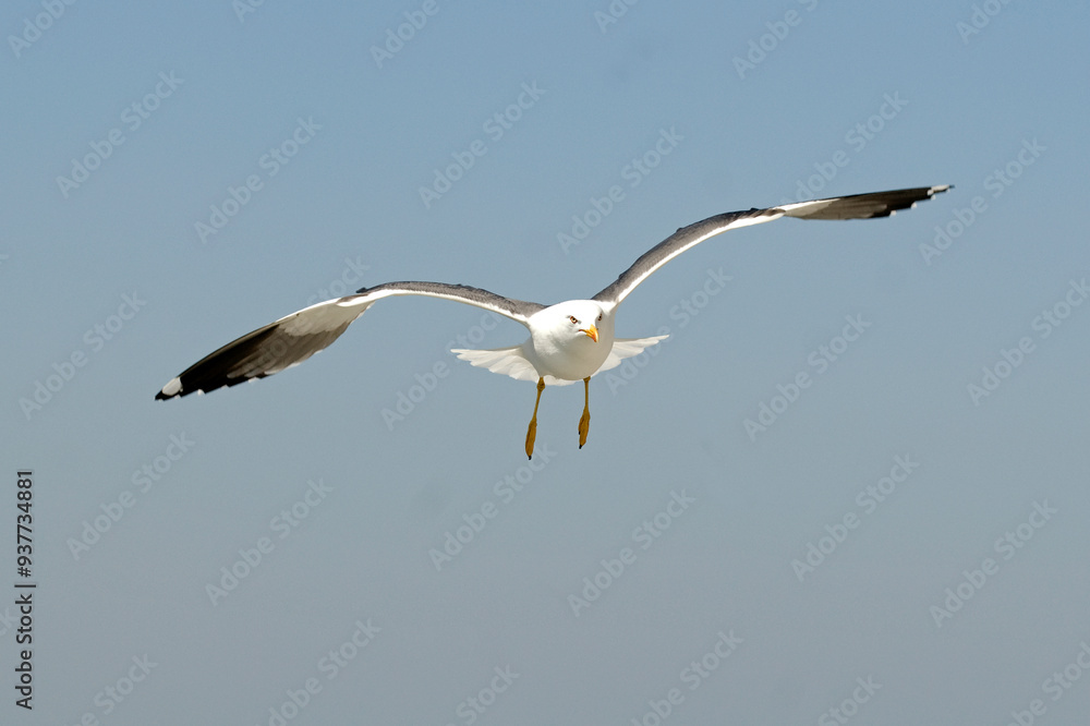 Goéland brun,.Larus fuscus, Lesser Black backed Gull Goéland brun,.Larus fuscus, Lesser Black backed Gull