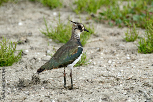 Vanneau huppé,.Vanellus vanellus, Northern Lapwing photo